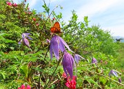 52 Clematis alpina (Clematide alpina)
